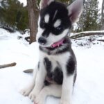 Siberian Husky 1